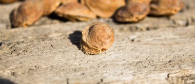 Kurutucudaki kayısı kemikleri.