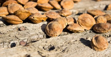 Kurutucudaki kayısı kemikleri.
