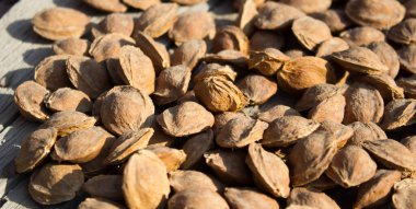 Kurutucudaki kayısı kemikleri.