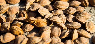 Kurutucudaki kayısı kemikleri.