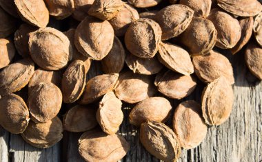 Kurutucudaki kayısı kemikleri.