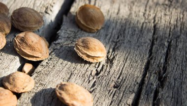 Kurutucudaki kayısı kemikleri.