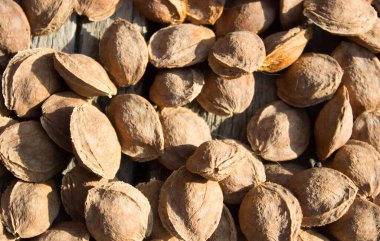 Kurutucudaki kayısı kemikleri.