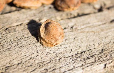 Kurutucudaki kayısı kemikleri.