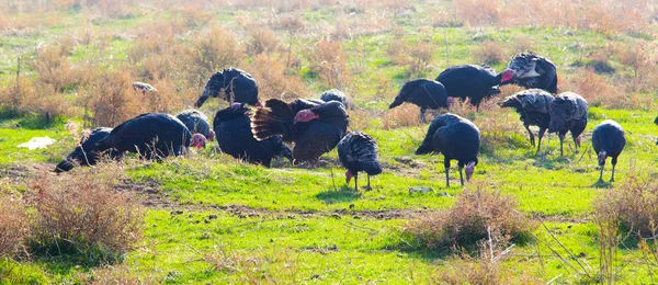 Turkeys Birds Nature Background Close — Stock Photo, Image