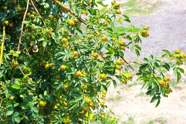 Güneşte yeşil yapraklar
