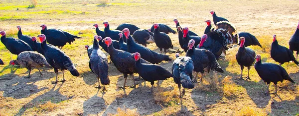 turkeys birds on nature background,close up