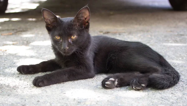 Gatinho Preto Jaz Chão — Fotografia de Stock