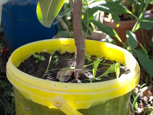 Tree Trunk Grows Pot — Stock Photo, Image