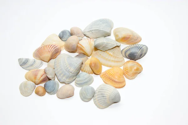 Sea Shells Isolated White Background — Stock Photo, Image