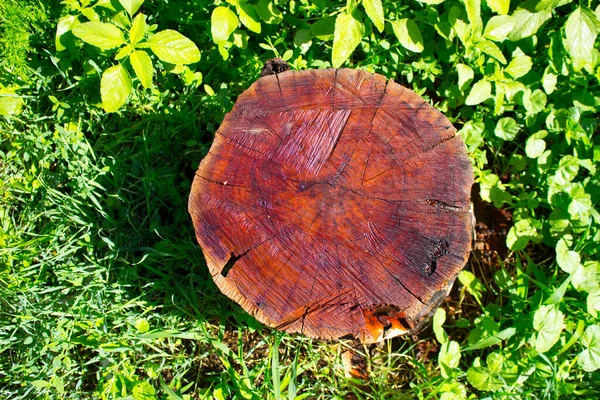 Doğanın arka planında ıslak maun kökü