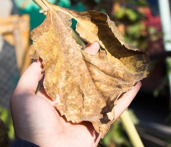 Ayçiçeğinin kurumuş yaprakları.