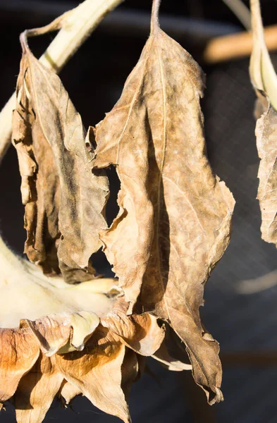 Ayçiçeğinin kurumuş yaprakları.