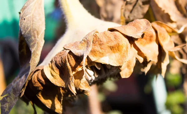 Ayçiçeğinin kurumuş yaprakları.