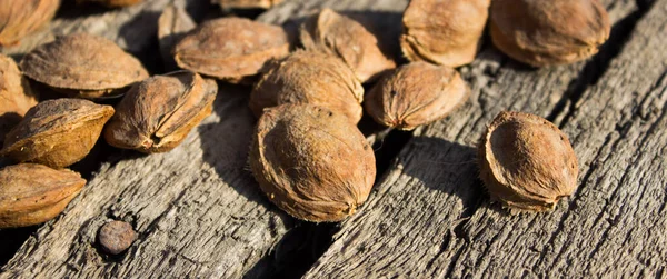 Kurutucudaki kayısı kemikleri.