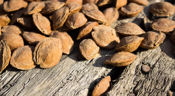 Kurutucudaki kayısı kemikleri.