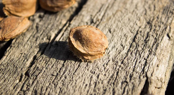 Kurutucudaki kayısı kemikleri.