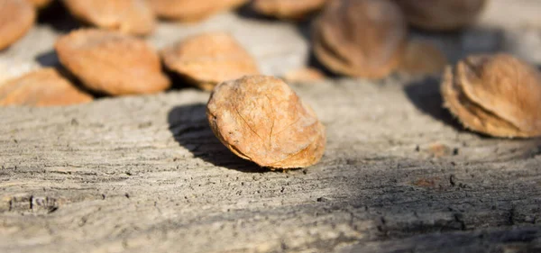 Kurutucudaki kayısı kemikleri.