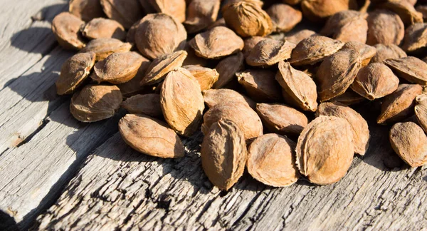 Kurutucudaki kayısı kemikleri.