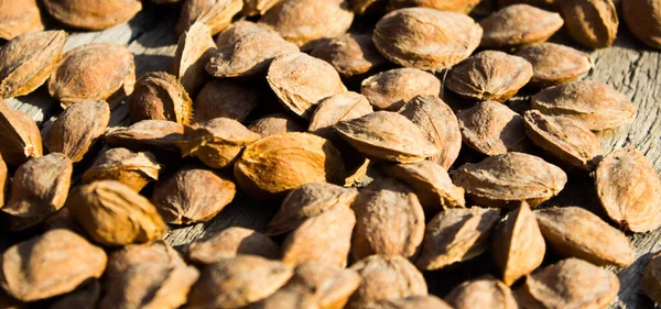 Kurutucudaki kayısı kemikleri.