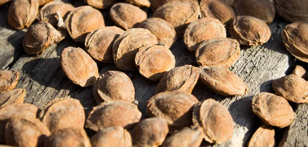 Kurutucudaki kayısı kemikleri.