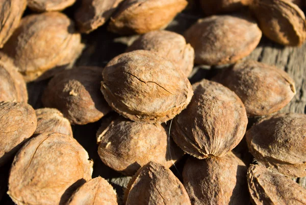 Kurutucudaki kayısı kemikleri.