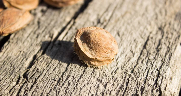 Kurutucudaki kayısı kemikleri.