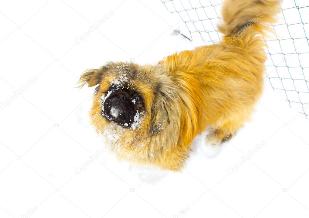 Dog animal in Snow on nature background
