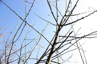 Mavi gökyüzüne karşı yapraksız ağaç dalları