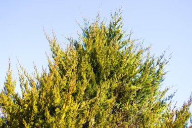 Gökyüzüne karşı ağaç