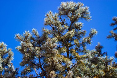 Gökyüzüne karşı ağaç