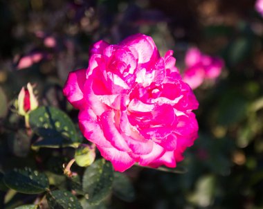 Doğada sonbahar pembe gülü