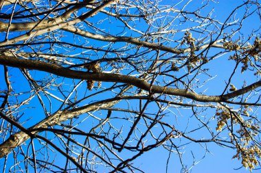 Gökyüzüne karşı ağaç
