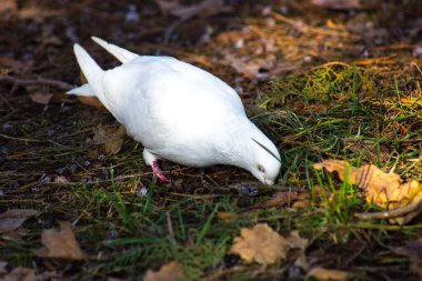 Bulanık alanda yerde beyaz güvercin
