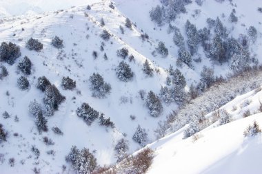 Karda ağaçların dalları