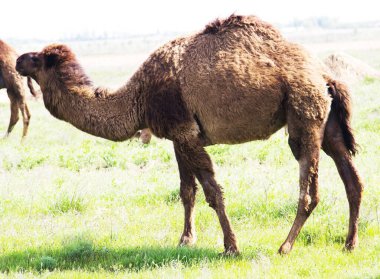 Bir tarlada otlayan deve