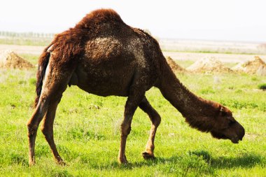 Bir tarlada otlayan deve