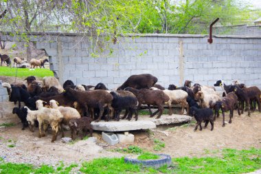 Doğada yaşayan güzel koyunlar.