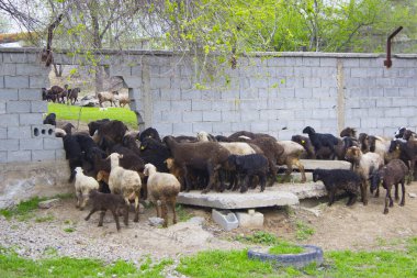 Doğada yaşayan güzel koyunlar.