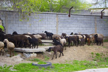 Doğada yaşayan güzel koyunlar.