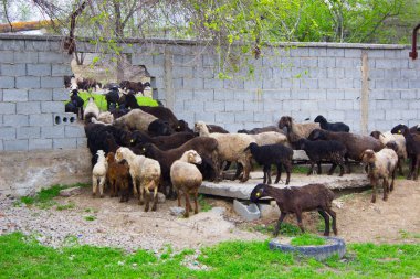 Doğada yaşayan güzel koyunlar.