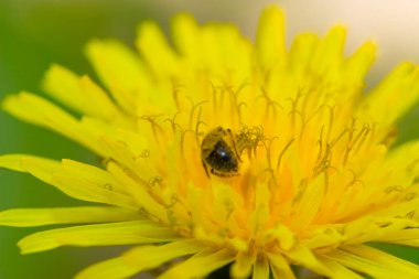 Güzel sarı karahindiba doğa arka planında