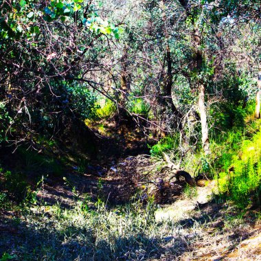 Doğa arka planında güzel Orman Yolu