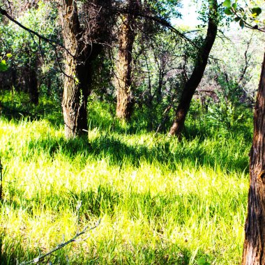 Doğa arka planında güzel bir orman günü