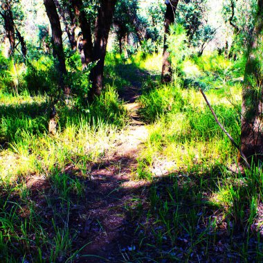 Doğa arka planında güzel bir orman günü