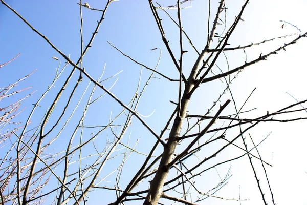 Mavi gökyüzüne karşı yapraksız ağaç dalları