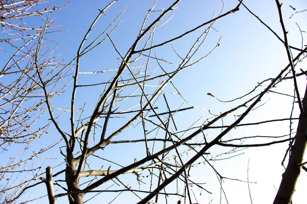 蓝天衬托着无叶的树枝 — 图库照片