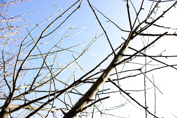 Branches Arbres Sans Feuilles Contre Ciel Bleu — Photo