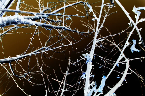 Абстракція Гілки Білого Дерева Чорному Тлі — стокове фото