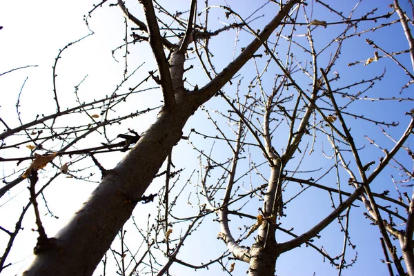 Lövlösa Träd Grenar Mot Den Blå Himlen — Stockfoto